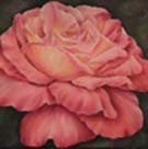 Pink rose 20x20